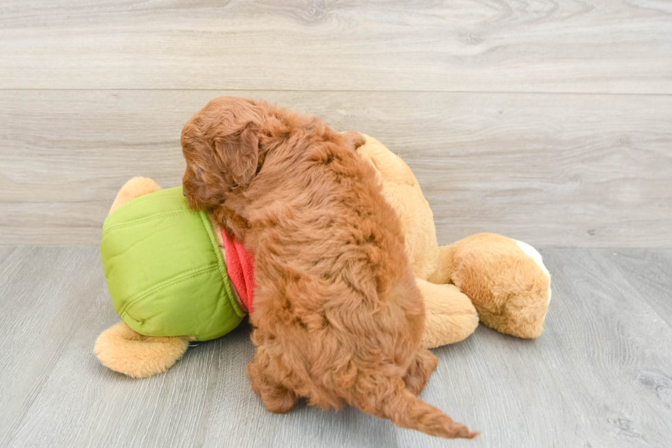 Adorable Golden Retriever Poodle Mix Poodle Mix Puppy