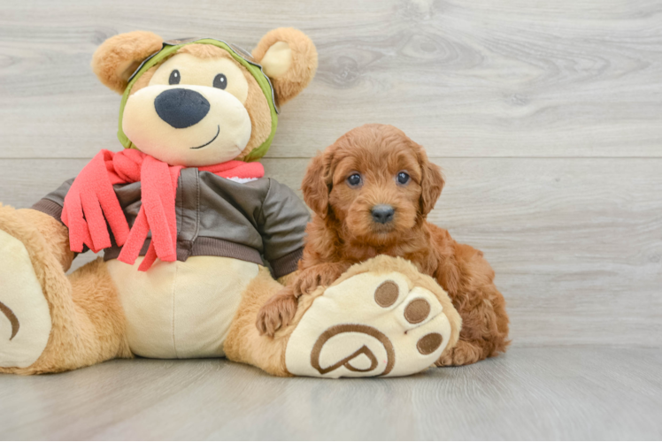Petite Mini Goldendoodle Poodle Mix Pup
