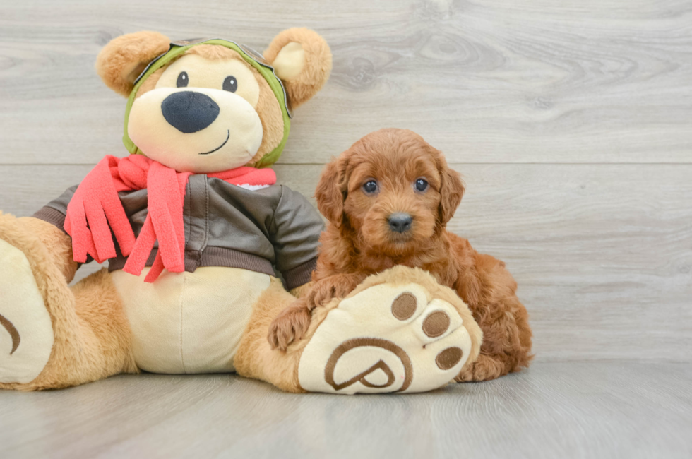 5 week old Mini Goldendoodle Puppy For Sale - Pilesgrove Pups