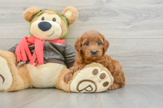Petite Mini Goldendoodle Poodle Mix Pup