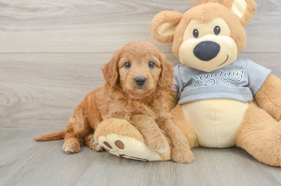 6 week old Mini Goldendoodle Puppy For Sale - Pilesgrove Pups