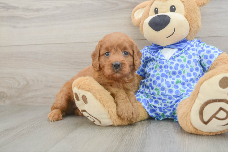 Popular Mini Goldendoodle Poodle Mix Pup