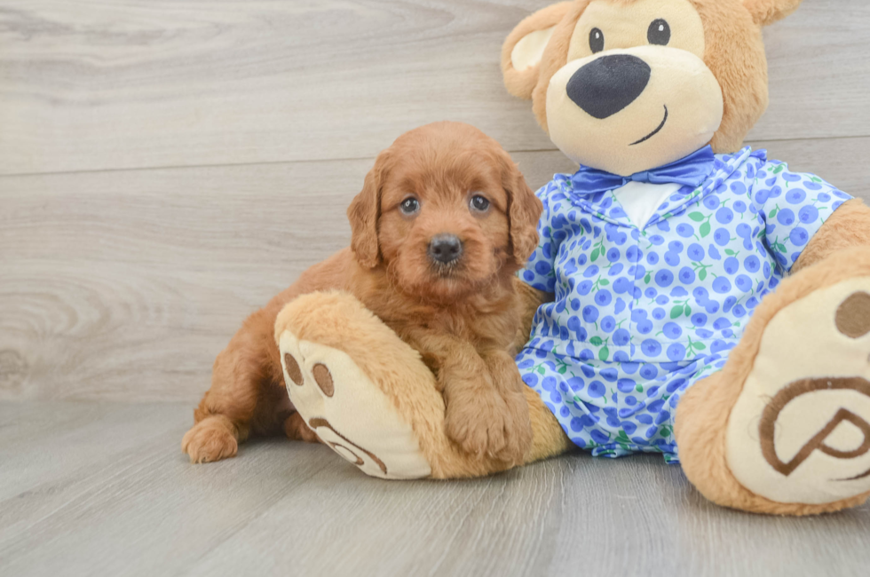 5 week old Mini Goldendoodle Puppy For Sale - Pilesgrove Pups