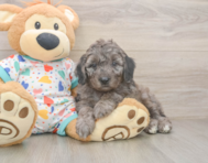 6 week old Mini Goldendoodle Puppy For Sale - Pilesgrove Pups