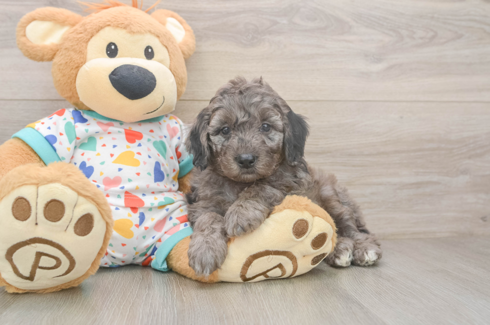 5 week old Mini Goldendoodle Puppy For Sale - Pilesgrove Pups