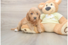 Mini Goldendoodle Pup Being Cute