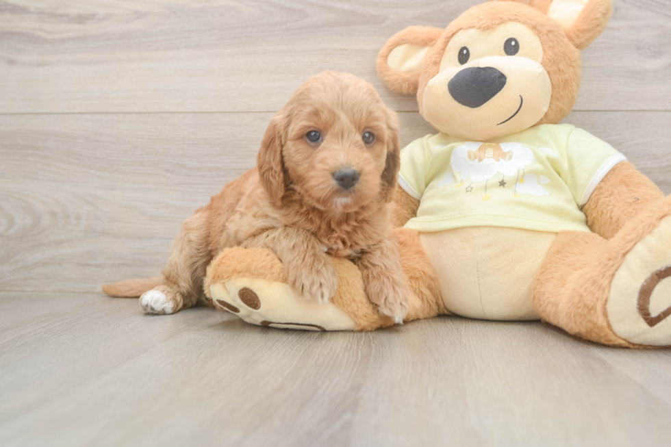Mini Goldendoodle Pup Being Cute
