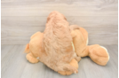 Mini Goldendoodle Pup Being Cute