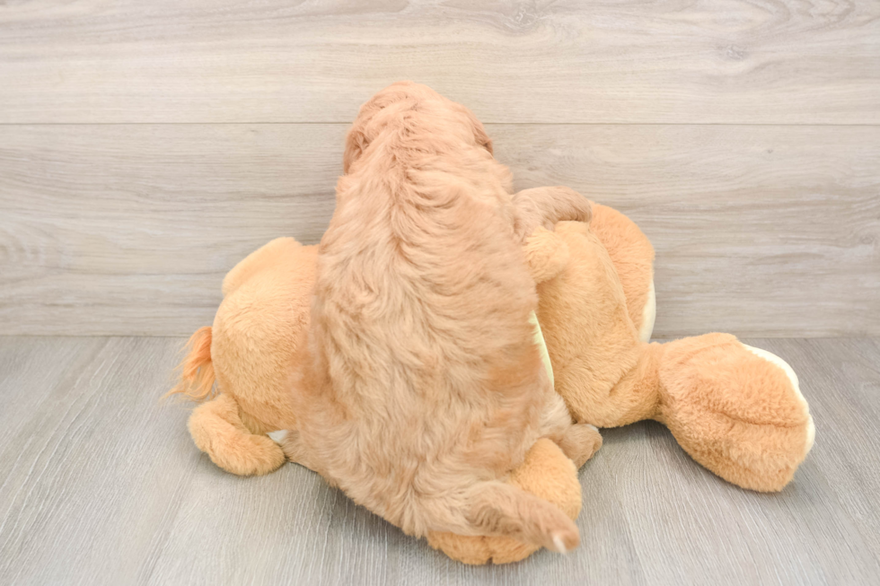 Mini Goldendoodle Pup Being Cute
