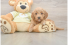 Mini Goldendoodle Pup Being Cute