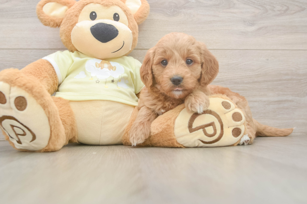 5 week old Mini Goldendoodle Puppy For Sale - Pilesgrove Pups