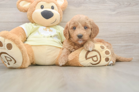 Mini Goldendoodle Pup Being Cute