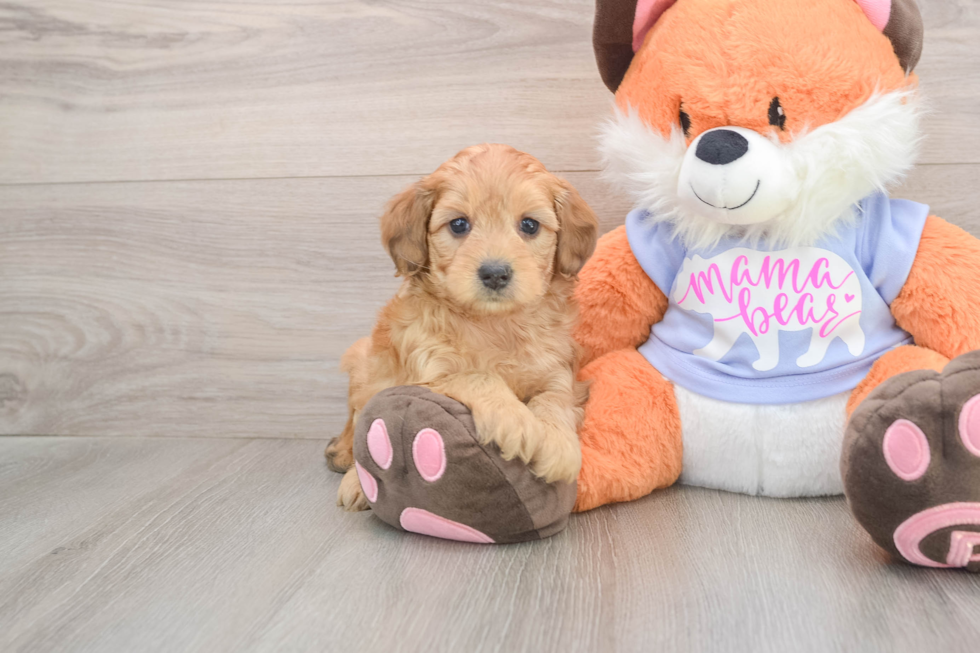 Playful Mini Groodle Poodle Mix Puppy