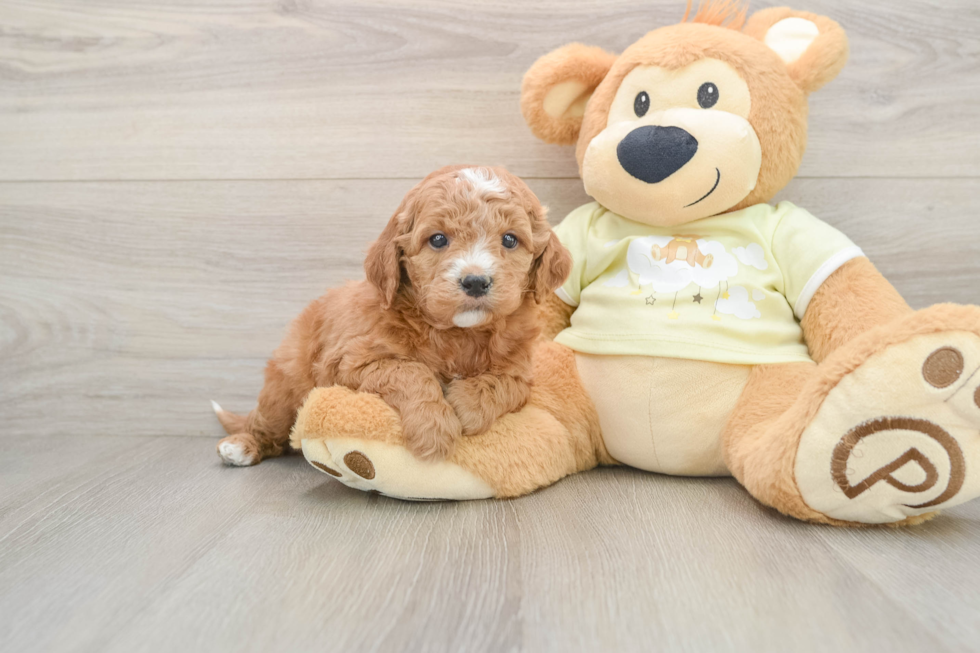 Mini Goldendoodle Pup Being Cute
