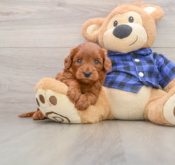 7 week old Mini Goldendoodle Puppy For Sale - Pilesgrove Pups