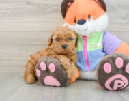 7 week old Mini Goldendoodle Puppy For Sale - Pilesgrove Pups