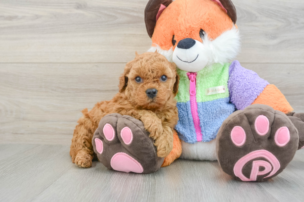 7 week old Mini Goldendoodle Puppy For Sale - Pilesgrove Pups