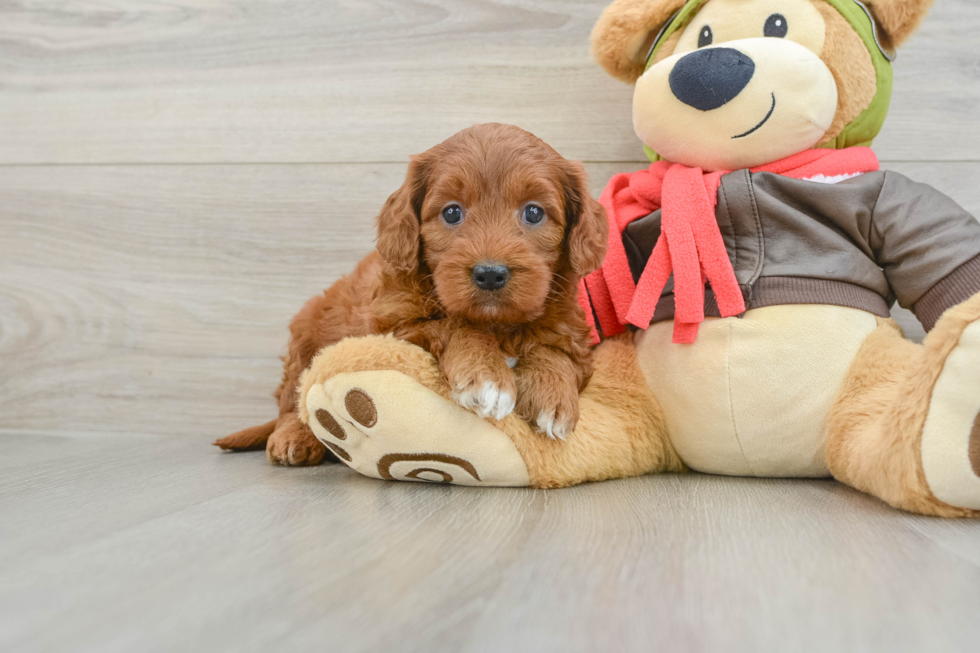 Best Mini Goldendoodle Baby