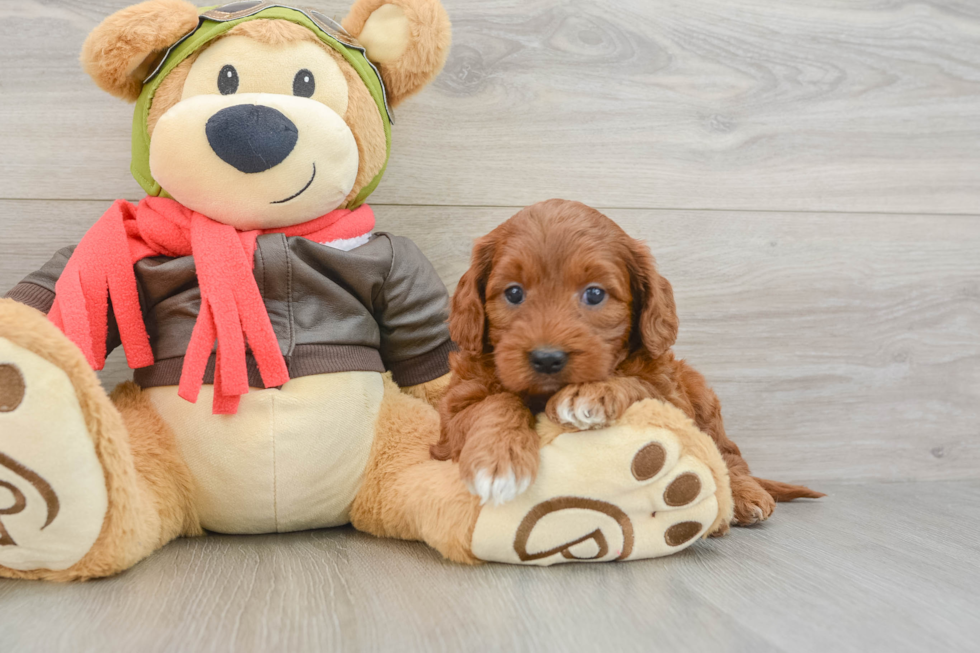 Small Mini Goldendoodle Baby