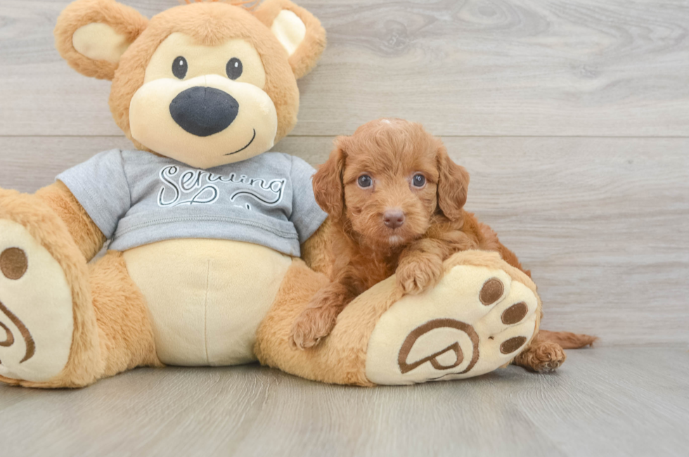 6 week old Mini Goldendoodle Puppy For Sale - Pilesgrove Pups