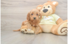 Adorable Golden Retriever Poodle Mix Poodle Mix Puppy