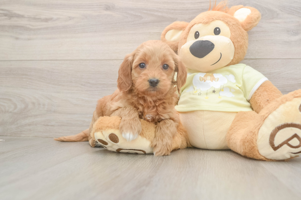 Adorable Golden Retriever Poodle Mix Poodle Mix Puppy