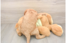 Popular Mini Goldendoodle Poodle Mix Pup