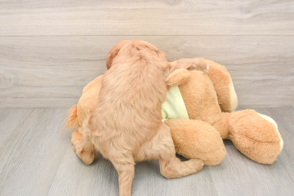Popular Mini Goldendoodle Poodle Mix Pup