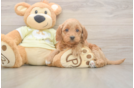 Small Mini Goldendoodle Baby