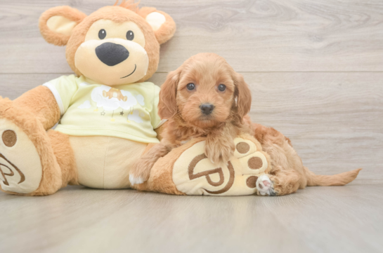 Small Mini Goldendoodle Baby