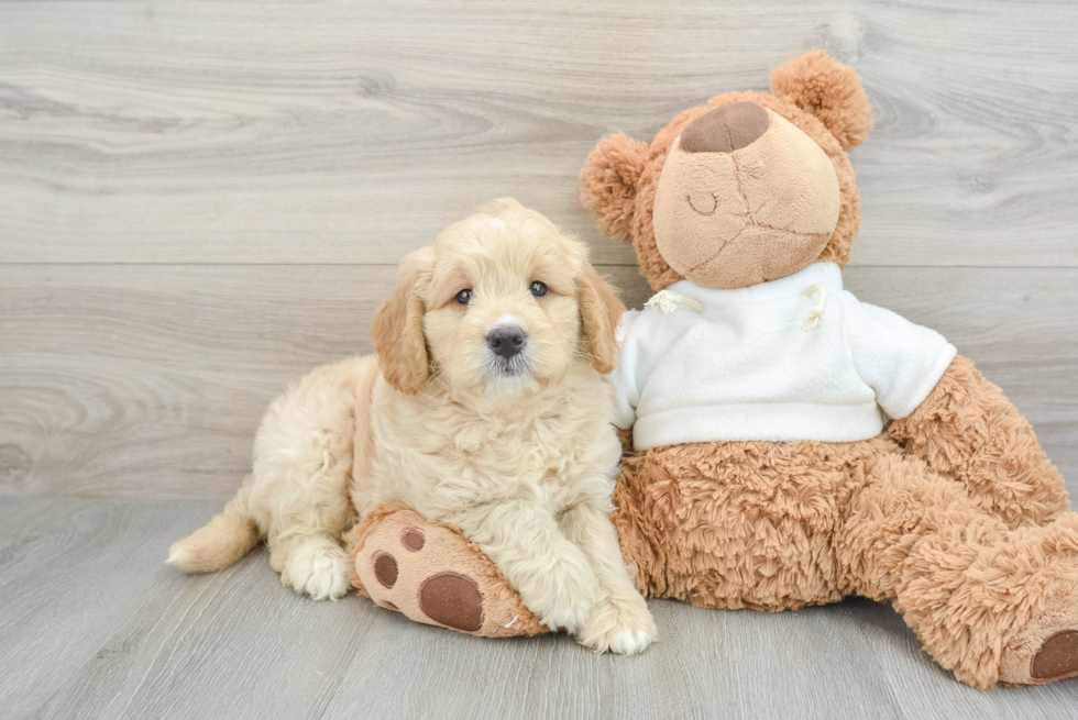 Adorable Golden Retriever Poodle Mix Poodle Mix Puppy