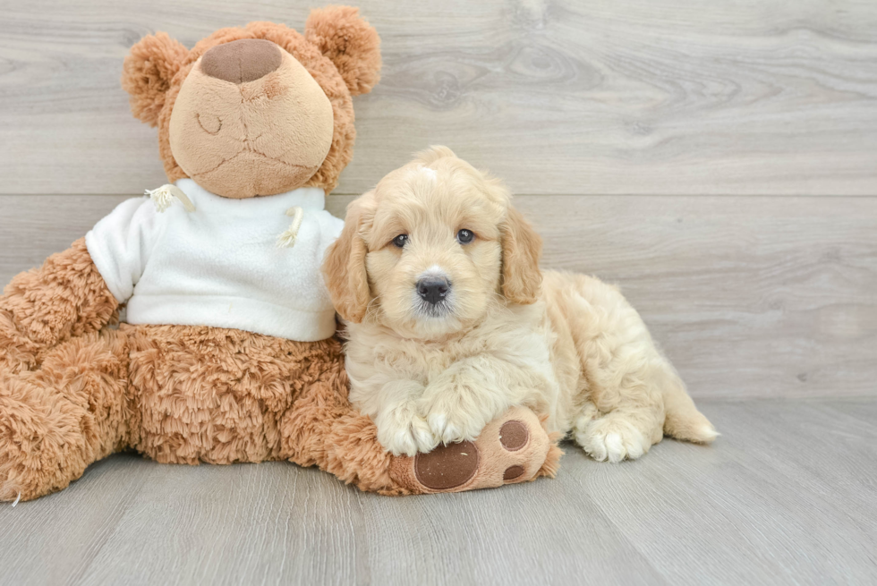 Mini Goldendoodle Puppy for Adoption