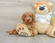 7 week old Mini Goldendoodle Puppy For Sale - Pilesgrove Pups