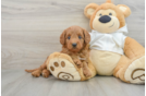 Cute Mini Goldendoodle Baby