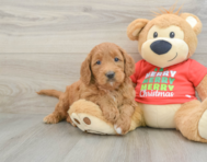 6 week old Mini Goldendoodle Puppy For Sale - Pilesgrove Pups