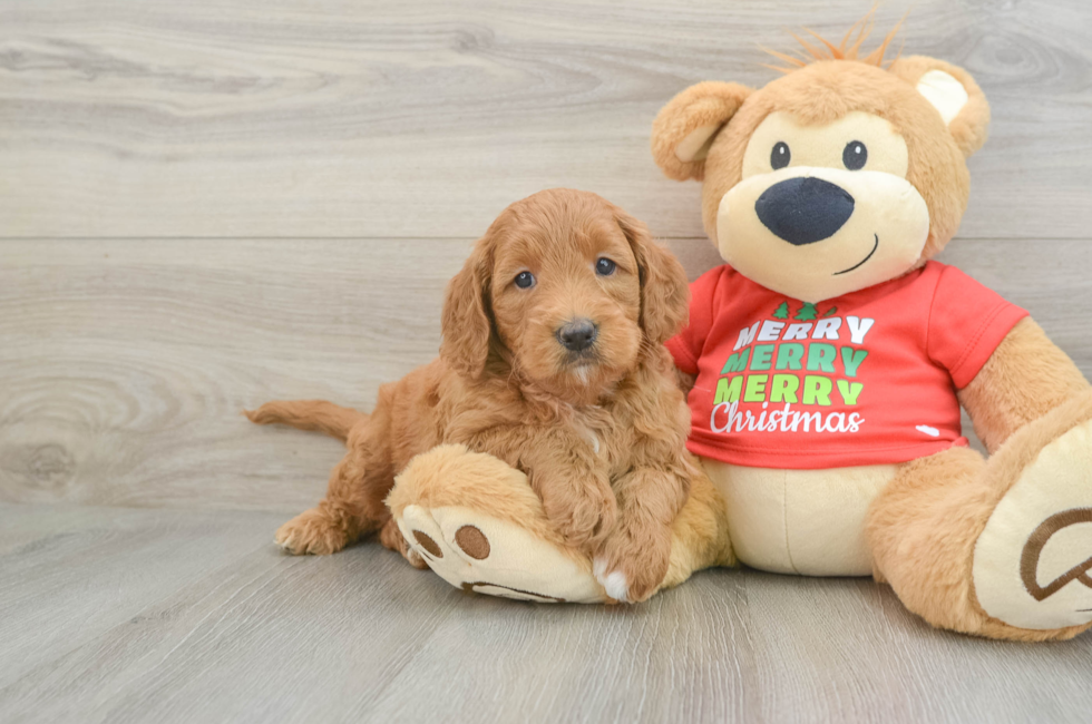 6 week old Mini Goldendoodle Puppy For Sale - Pilesgrove Pups