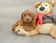 7 week old Mini Goldendoodle Puppy For Sale - Pilesgrove Pups