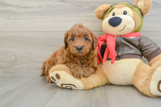 Popular Mini Goldendoodle Poodle Mix Pup