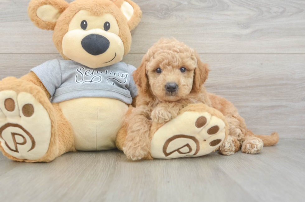 6 week old Mini Goldendoodle Puppy For Sale - Pilesgrove Pups