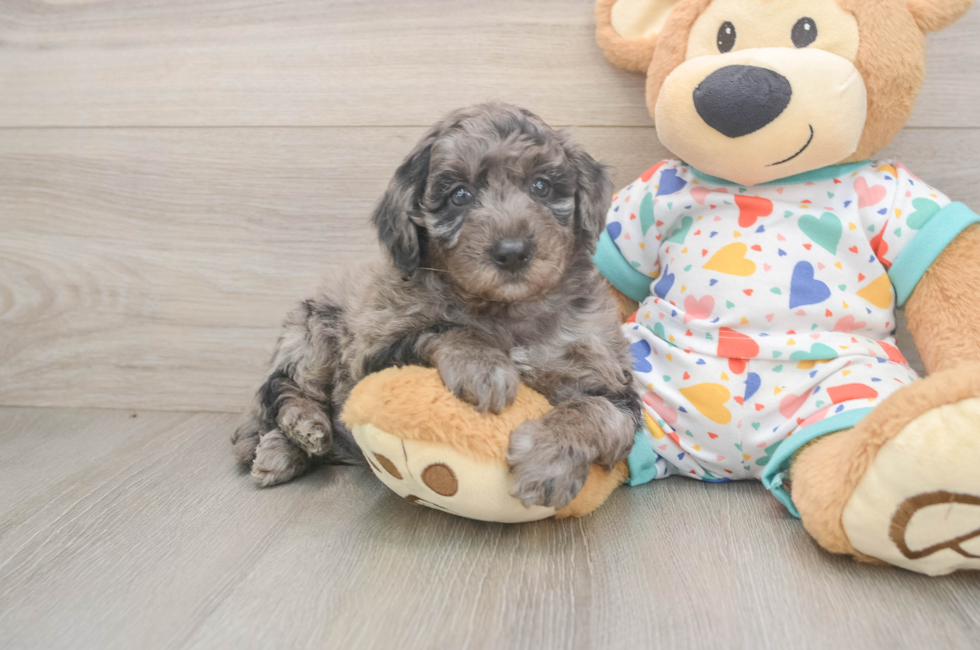 5 week old Mini Goldendoodle Puppy For Sale - Pilesgrove Pups