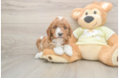 Mini Goldendoodle Pup Being Cute