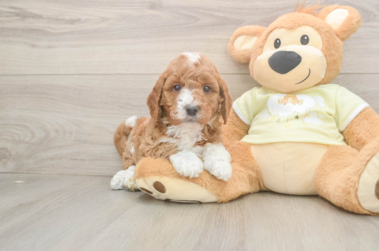 Mini Goldendoodle Pup Being Cute