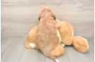 Mini Goldendoodle Puppy for Adoption