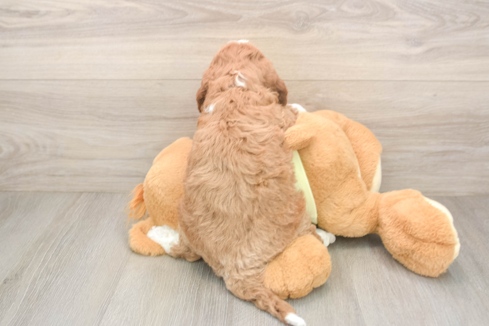 Mini Goldendoodle Puppy for Adoption