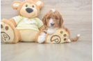 Playful Mini Groodle Poodle Mix Puppy