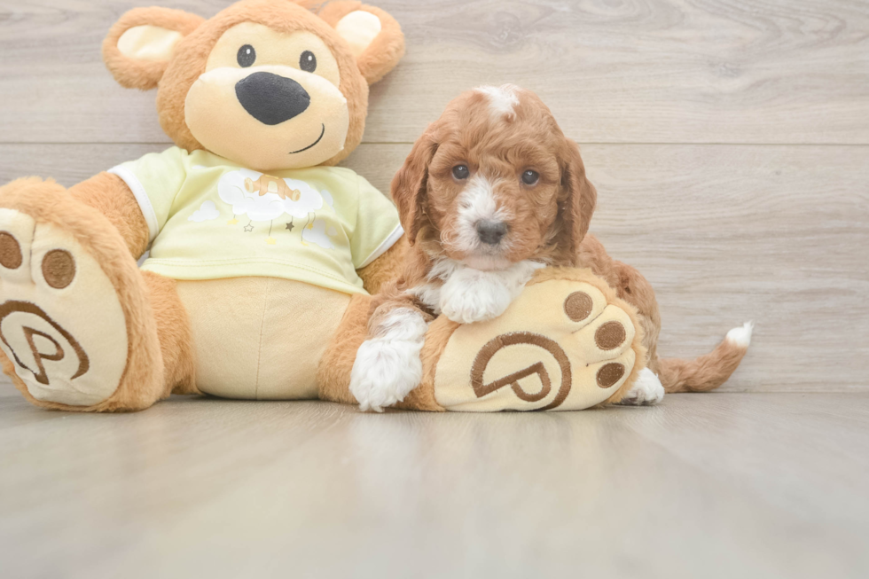Playful Mini Groodle Poodle Mix Puppy