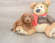 5 week old Mini Goldendoodle Puppy For Sale - Pilesgrove Pups