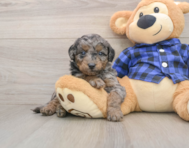 7 week old Mini Goldendoodle Puppy For Sale - Pilesgrove Pups