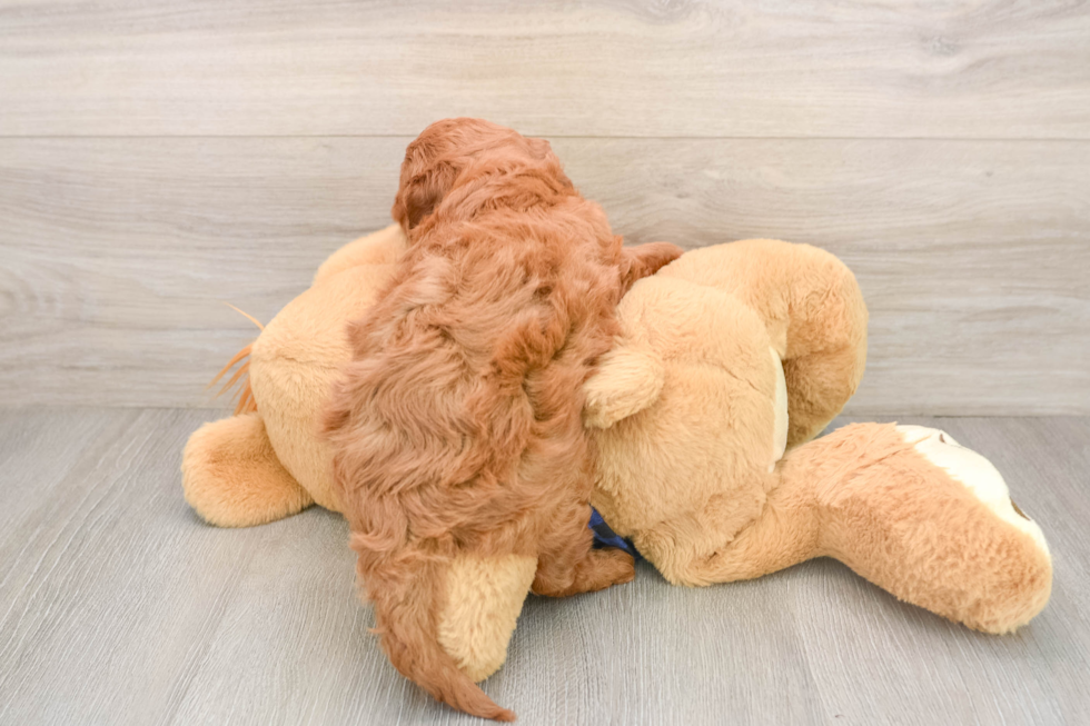 Best Mini Goldendoodle Baby