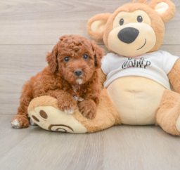 6 week old Mini Goldendoodle Puppy For Sale - Pilesgrove Pups